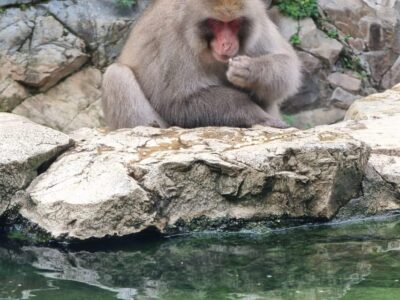 Snow Monkey Private Customize Day Tour