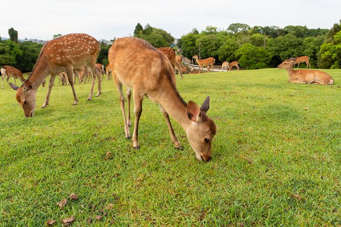 Full Day Guided Tour to Kyoto and Nara from Osaka by Van - Why this Kyoto and Nara day trip works from Osaka