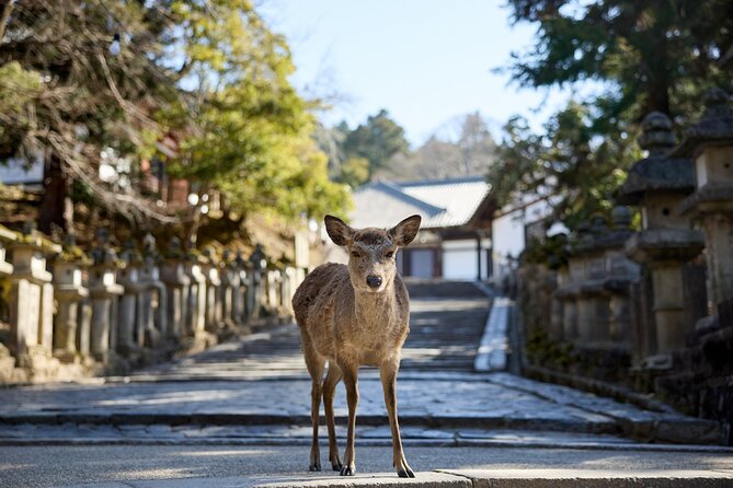 Full Day Guided Tour to Kyoto and Nara from Osaka by Van - Yumekaze Plaza bathroom stop and the return to Osaka