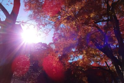 Full Day Hiking Tour at Mt.Takao including Hot Spring