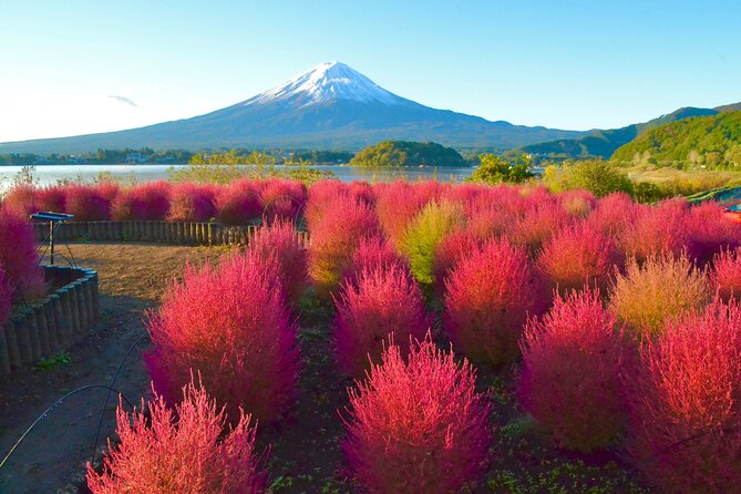 Full Day Tour to Mount Fuji in Spanish - Stop 6: Oshino Hakkai, Shops, Food, and the Fuji Story Circle