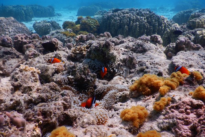 Half-day kayak tour on the Kerama Islands and Zamami Island - Price and value: $63.25 for a guided kayak plus snorkeling gear