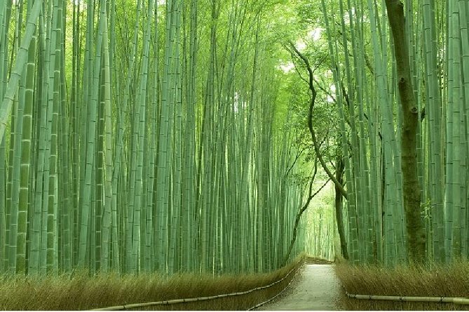Half Day Kyoto Sagano Bamboo Grove & Arashiyama Walking Tour - Key highlights that make this tour worth your time
