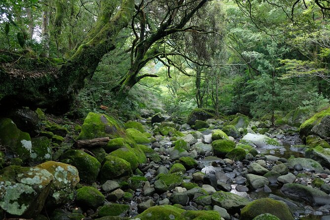 Hike Japan Heritage Hakone Hachiri (Half Day) - Price and value: what $114.95 covers, and what it does not