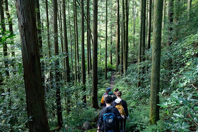 Hike Japan Heritage Hakone Hachiri (Half Day) - Who this is perfect for, and who should choose something else