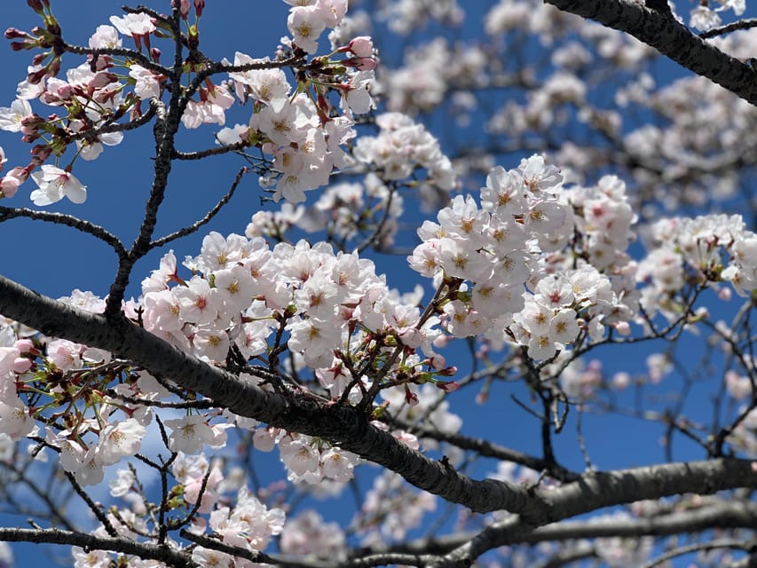 Hiroshima History Tour : A-Bomb Dome, Peace Memorial & City - Price, Time, and Why It Feels Fair for What You Get