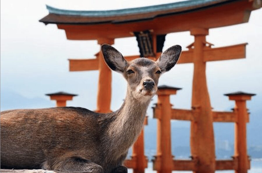 Hiroshima/Miyajima Private Custom Tour with Local Guide - Shukkeien Garden and Hiroshima downtown, the break your brain needs