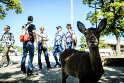 Hiroshima & Miyajima: Private Full-Day Tour with a Local Guide