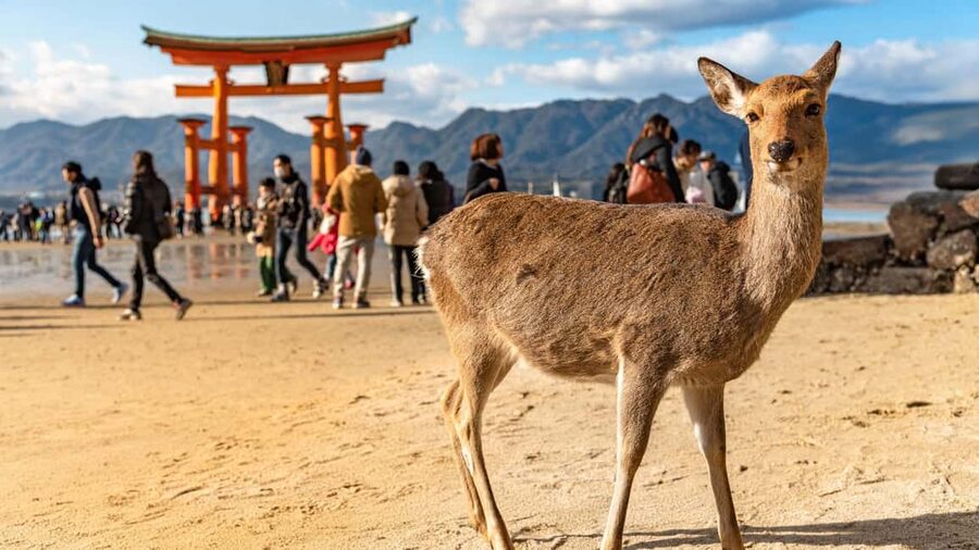 Hiroshima to Miyajima: Private Custom Tour with Ferry Ride - Why Miyajima can feel magical, even when it’s crowded