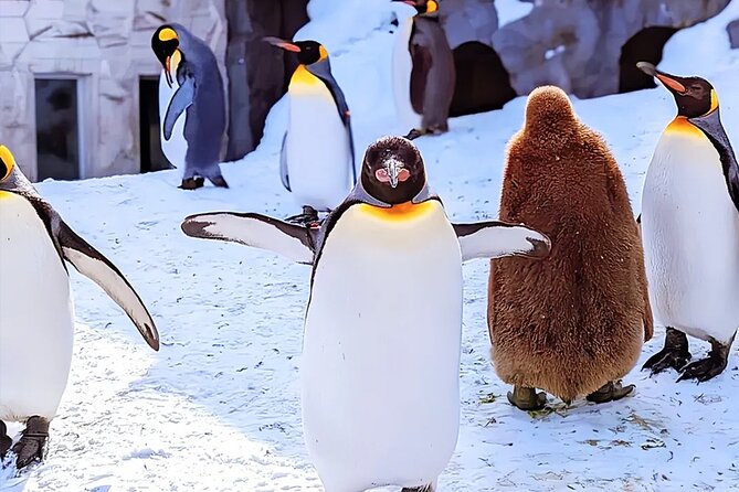 Hokkaido Asahiyama Zoo Ningle Terrace Day trip - Key Things to Know Before You Go