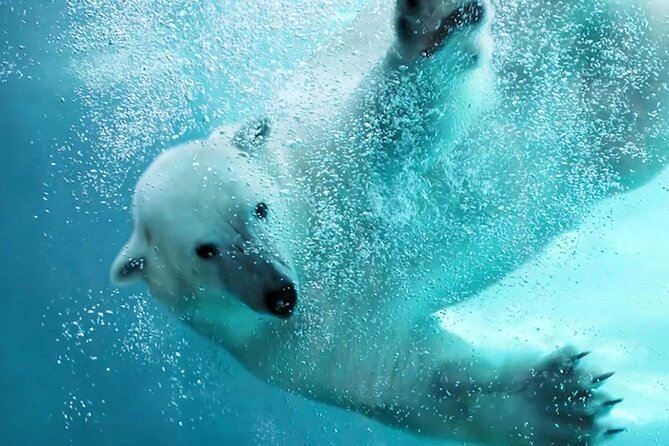 Hokkaido Asahiyama Zoo Ningle Terrace Day trip - How This Sapporo Winter Day Trip Runs From 8:00am to Late Afternoon
