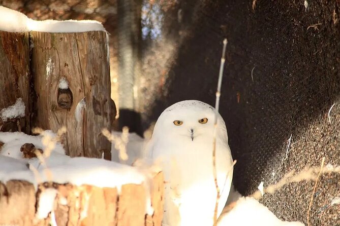 Hokkaido Asahiyama Zoo Ningle Terrace Day trip - Who This Tour Is Best For (And Who Might Prefer Something Else)