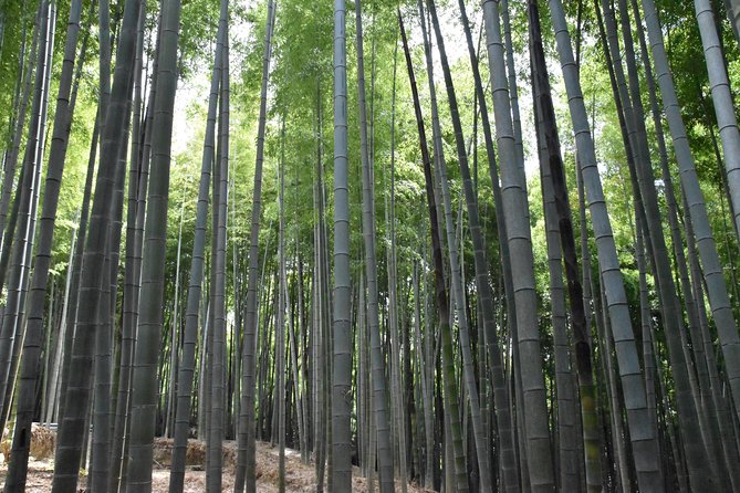 Inside of Fushimi Inari - exploring and lunch with locals - Meeting at the Great Torii Gate, then getting your bearings fast