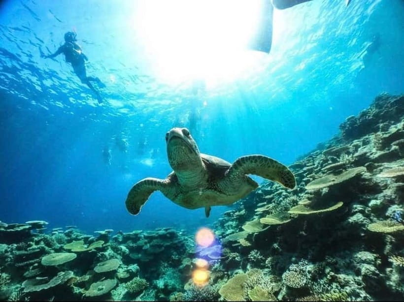 Iriomote: Boat Snorkeling Tour at Barasu Island - Iriomote and Barasu Island: a half-day snorkeling plan that actually fits real schedules