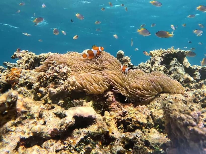 Iriomote: Boat Snorkeling Tour at Barasu Island - Sustainability on the water: how eco-friendly snorkeling should feel in practice