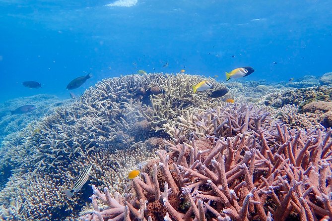 Iriomote Island 1-Day Snorkeling & Mangrove SUP or Canoe - Equipment, Photos, and Showers: The Value Hidden in the Details