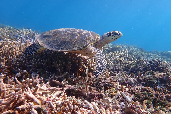 Iriomote Island 1-Day Snorkeling & Mangrove SUP or Canoe - The Pickup Point You Should Know: Densa Terminal and Uehara Port