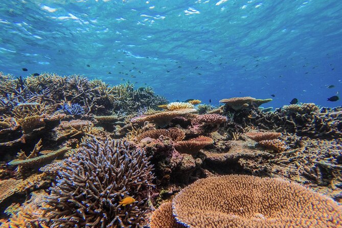 Iriomote Island 1-Day Snorkeling & Mangrove SUP or Canoe - What to Wear and Pack So the Day Stays Fun