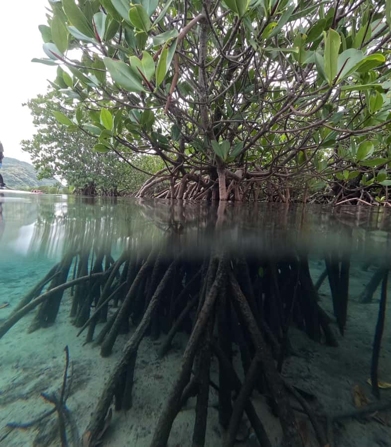 Iriomote island: Mangrove River SUP or Canoe Cruising Tour - What to pack and how to feel prepared