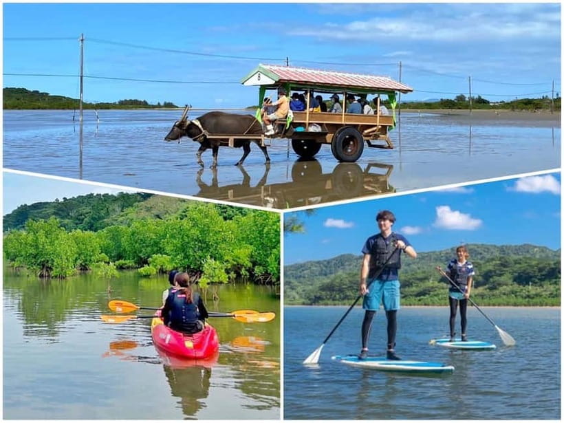 Iriomote: Mangrove SUP or Canoe and Yubujima sightseeing - SUP or canoe in the mangroves, 1.5 hours that go fast