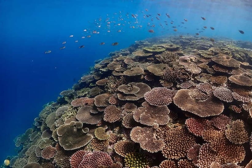 Ishigaki Island: Blue Cave Exploration & Snorkeling Tour - The marine life chances: turtles, sea snakes, and reef fish