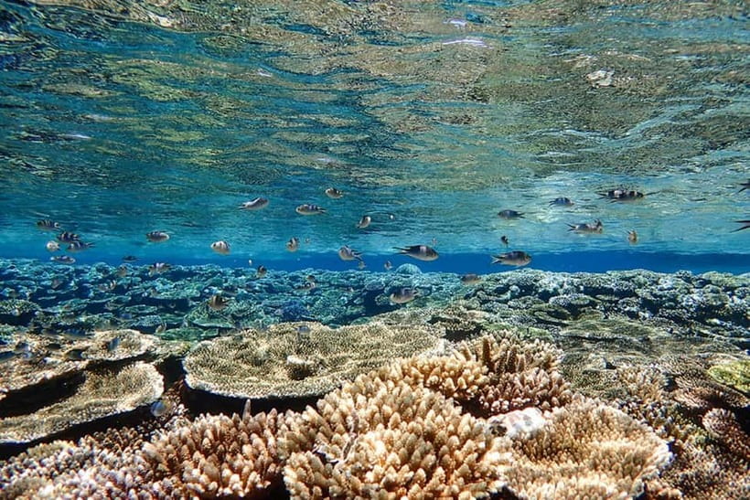 Ishigaki Island: Blue Cave Exploration & Snorkeling Tour - Safety rules and who should rethink this tour