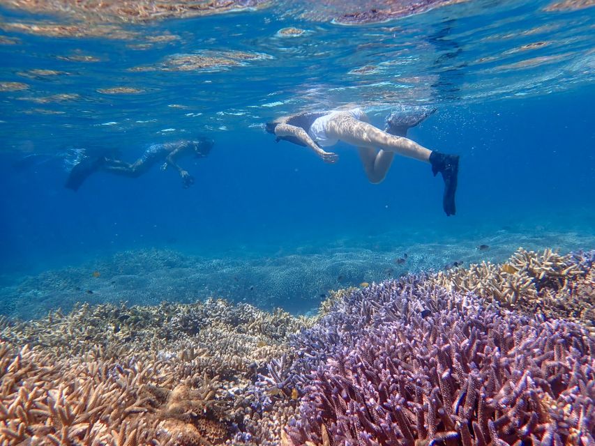Ishigaki Island: Boat Snorkeling Tour at Phantom Island - Speedboat time: short ride, fast access to snorkeling water