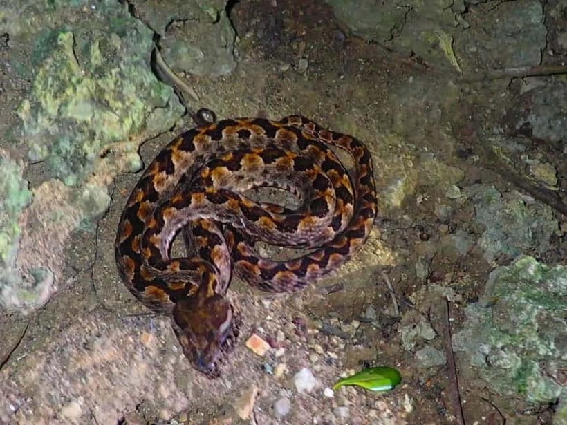 Ishigaki: Jungle Walk and Stargazing Night Tour - Key things to know before you go
