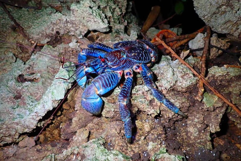 Ishigaki: Jungle Walk and Stargazing Night Tour - Entering the Ishigaki jungle after dark