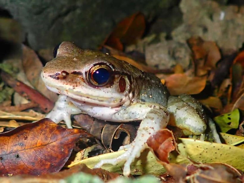 Ishigaki: Jungle Walk and Stargazing Night Tour - The jungle walk: spotting coconut crabs and the weird and wonderful