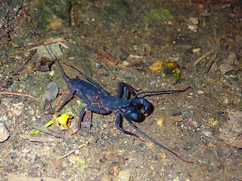 Ishigaki: Jungle Walk and Stargazing Night Tour - What you may see on the “star” side of the night