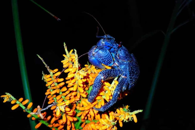 Ishigaki: Jungle Walk and Stargazing Night Tour - Weather, cold nights, and what to bring for comfort