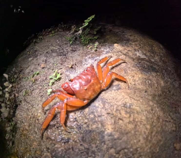 Ishigaki: Jungle Walk and Stargazing Night Tour - Price and value: what you get for about $31