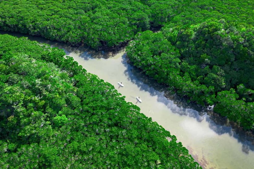 Ishigaki:Mangrove&Sea SUP/Kayak Tour with SLR&Drone footage - Why Ishigaki’s Fukidogawa Mangroves Feel Different on a SUP or Kayak