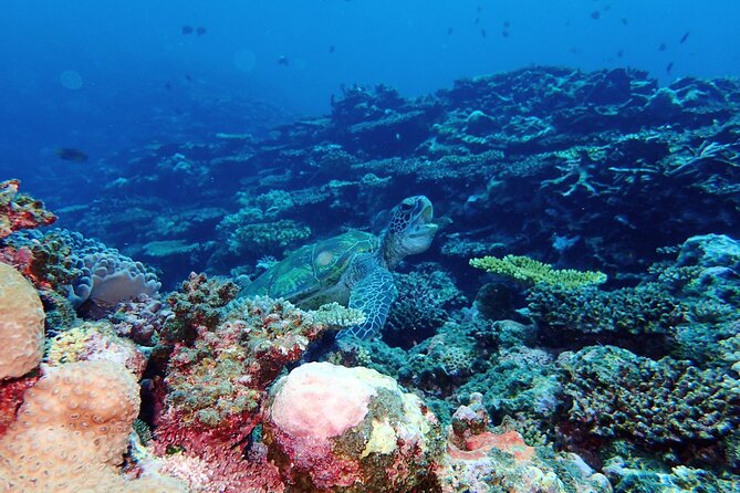 [Ishigaki]Mangrove SUP/Canoe + Blue Cave Snorkeling - Who should book this Ishigaki adventure, and who should skip it