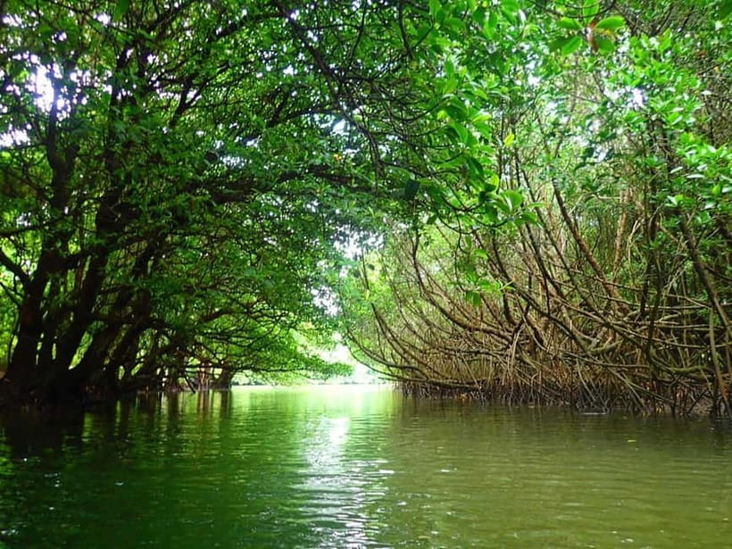 Ishigaki: Mangrove SUP or Canoe & Phantom Island Snorkeling - Your 6-hour Ishigaki plan: mangrove paddling plus Phantom Island snorkeling