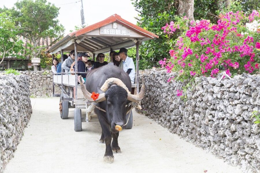 Ishigaki: Phantom Island Snorkeling and Taketomi Sightseeing - Practical Tips: What to Wear, What to Pack, and Where to Meet