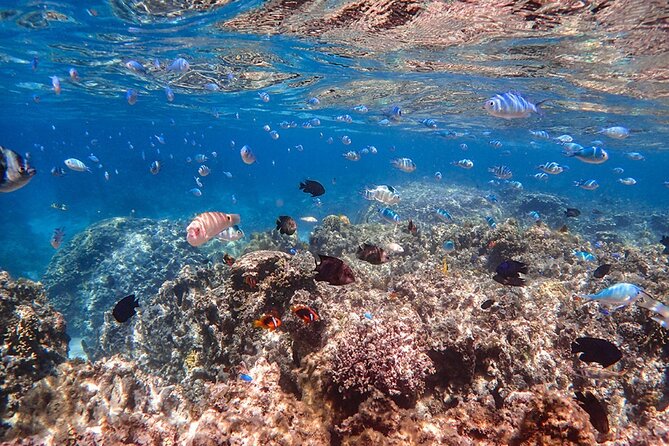 Ishigaki Phantom Island Snorkeling Taketomi Island Sightseeing - Weather in Ishigaki: light rain is fine, unsafe conditions are not