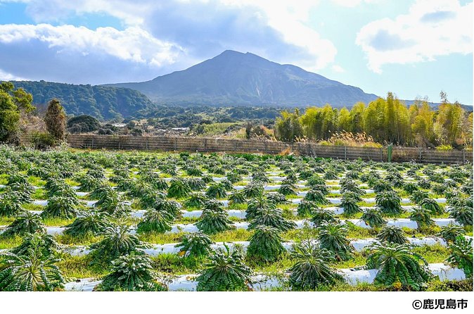 Kagoshima Nature and Food Culture Private Tour - Wakashio Shuzō: The Shochu Distillery Tour and Your Blending Session