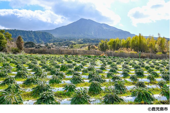 Kagoshima Nature and Food Culture Private Tour - Sakurajima Daikon Field: Circular Farming at the Foot of an Active Volcano