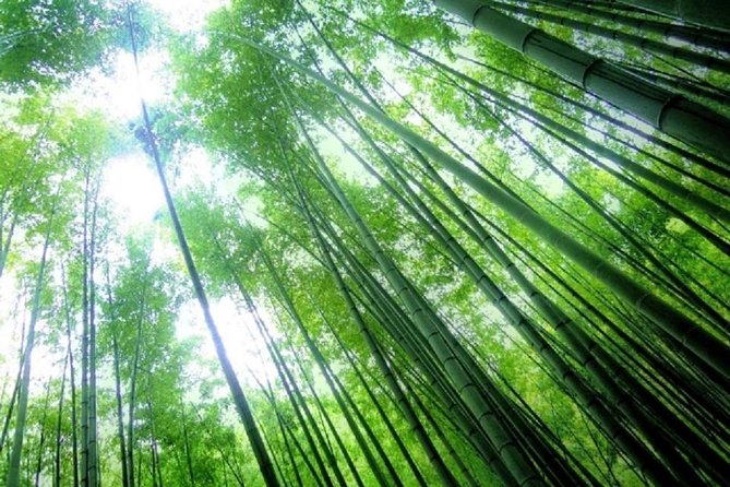 Kamakura Bamboo Forest and Great Buddha Private Tour - Tsurugaoka Hachimangu Shrine and Komachidori: Tradition Plus Street Life