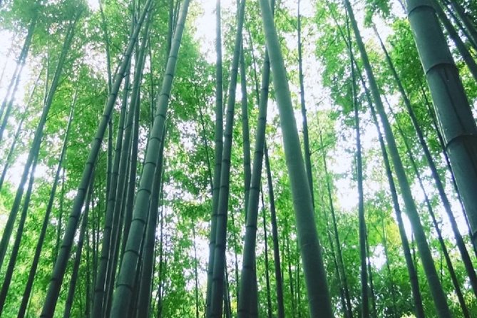 Kamakura Bamboo Forest and Great Buddha Private Tour - Timing, Walking, and What to Expect When It Rains