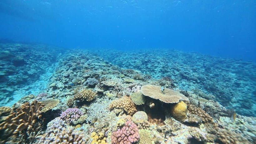 Kerama Half-Day Snorkeling Tour - From Naha’s Miegusuku Port to Kerama National Park