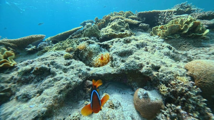 Kerama Half-Day Snorkeling Tour - When ocean conditions change, this is how it affects your day