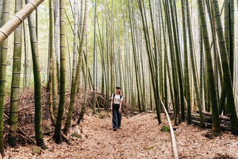 Kyoto: 3-Hour Fushimi Inari Shrine Hidden Hiking Tour - Price and what $72 buys you in the real world