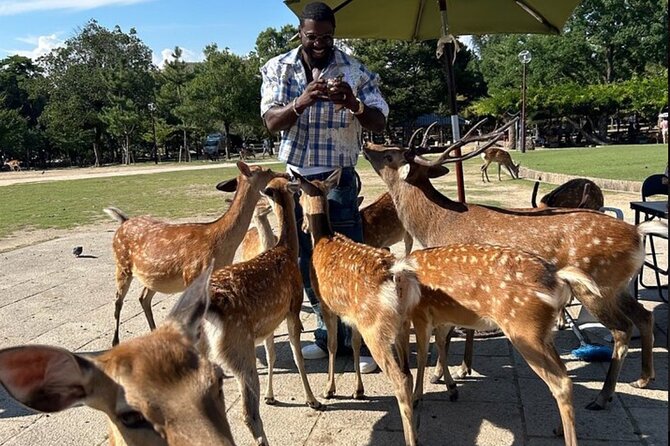 Kyoto and Nara Private Car Tour with a Local English Guide Driver - Key moments worth planning around
