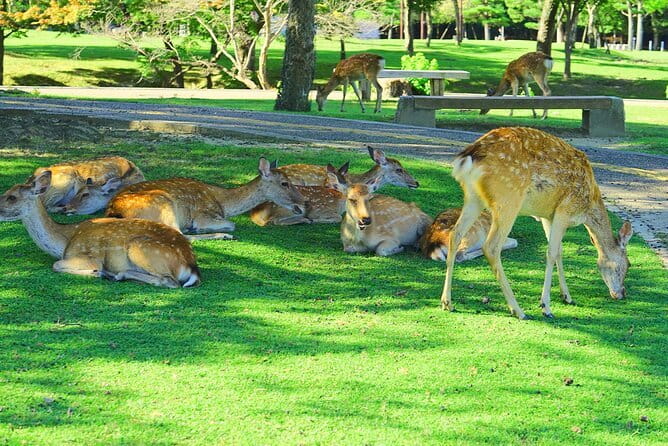 Kyoto and Nara UNESCO Highlights Full-day Tour From Osaka - Why this Kyoto and Nara day trip works from Osaka