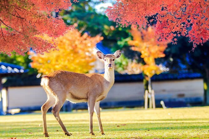 Kyoto and Nara UNESCO Highlights Full-day Tour From Osaka - Food, walking, and heat: what to pack for a smooth day