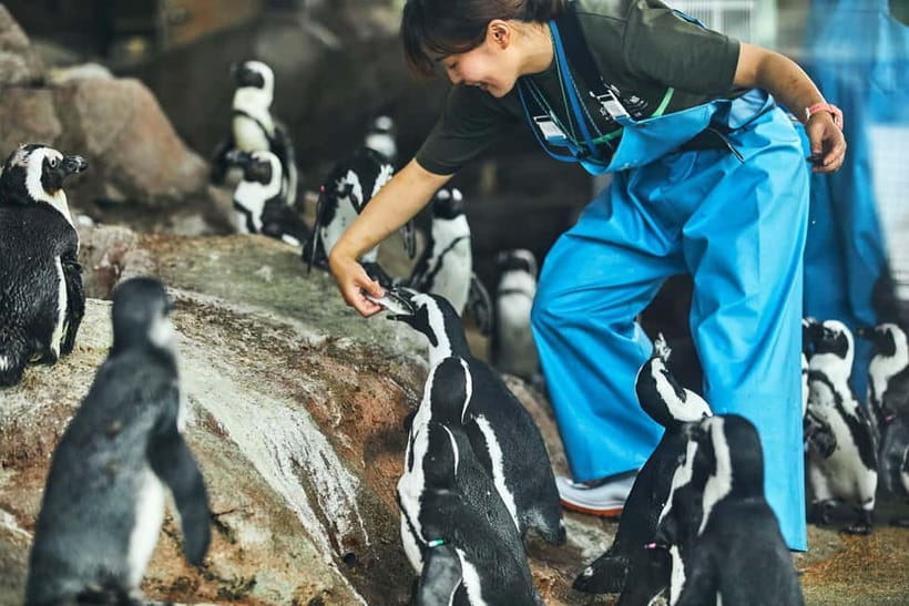 Kyoto Aquarium Admission Ticket - Kyoto Aquarium in Umekoji Park, and Why the Setting Matters
