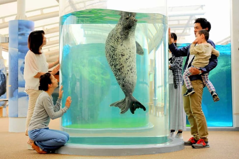 Kyoto Aquarium Admission Ticket - Dolphin Performances: High Skill, Short Attention-Span Friendly